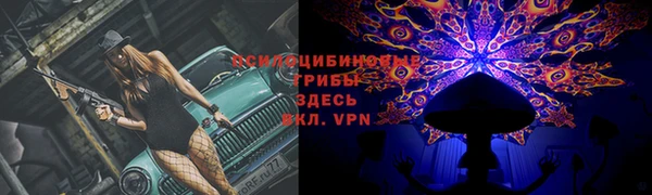 прущие грибы Верея